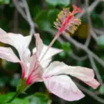 Eine rosa-weiße Hibiskusblüte mit grünen Blättern.